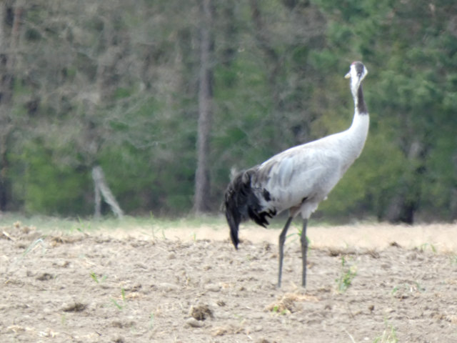 Kormoran auf Acker